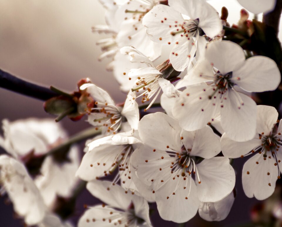 Spring tree branch