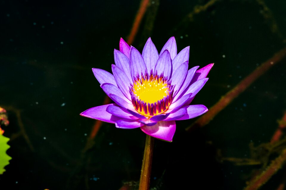 Nature blossom beautiful