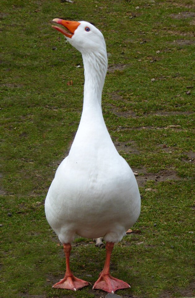 Pet meadow domestic goose