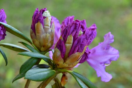 Outdoor summer rhododendron