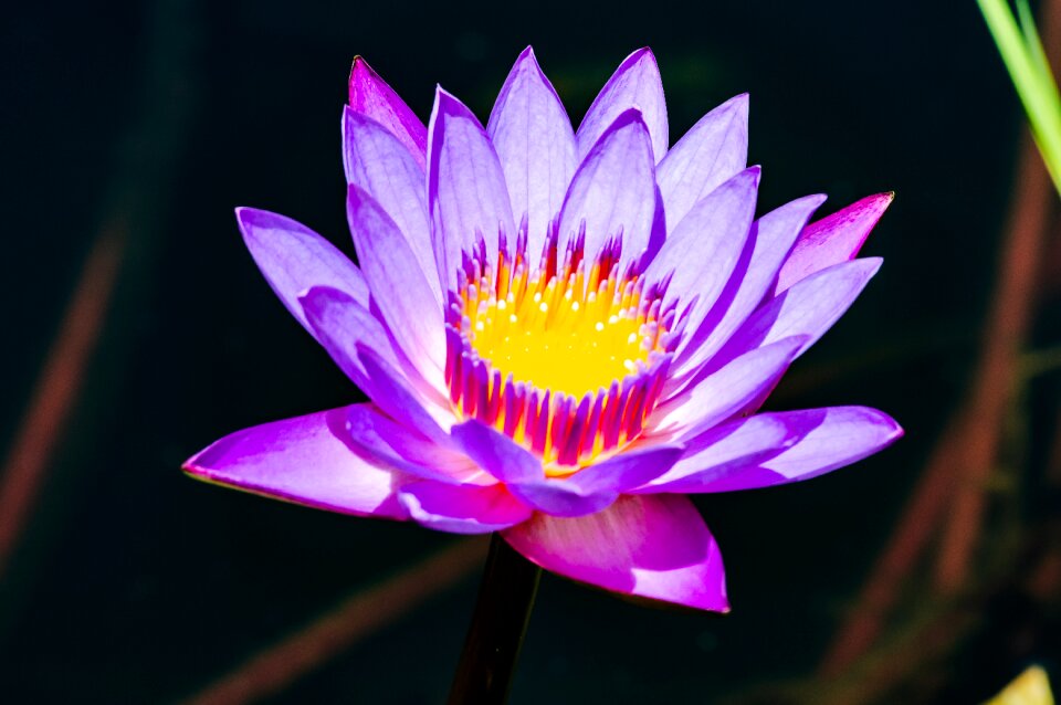 Nature blossom beautiful