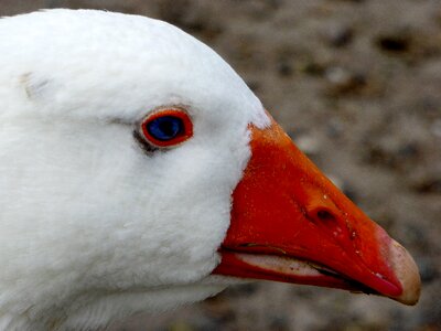 Poultry goose beak pet photo