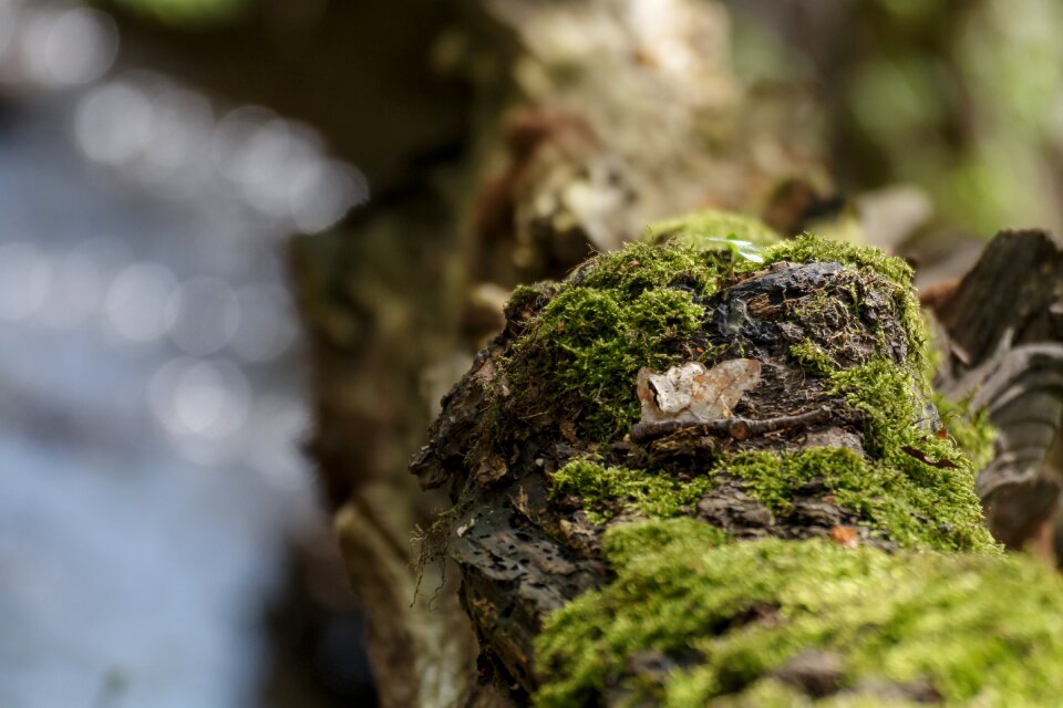 Forest tree green