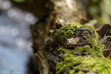 Forest tree green photo