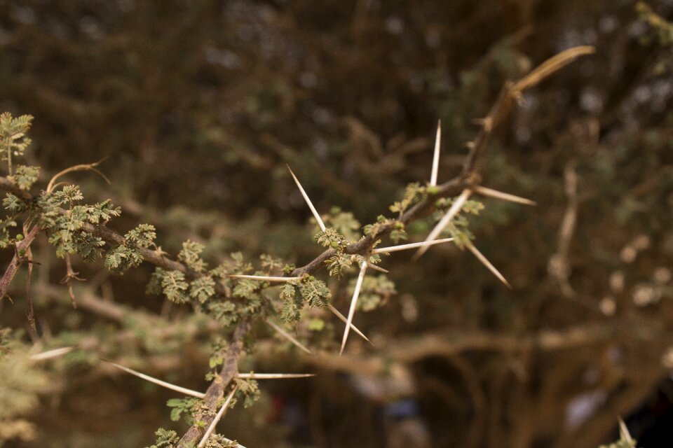 Outdoors flora food