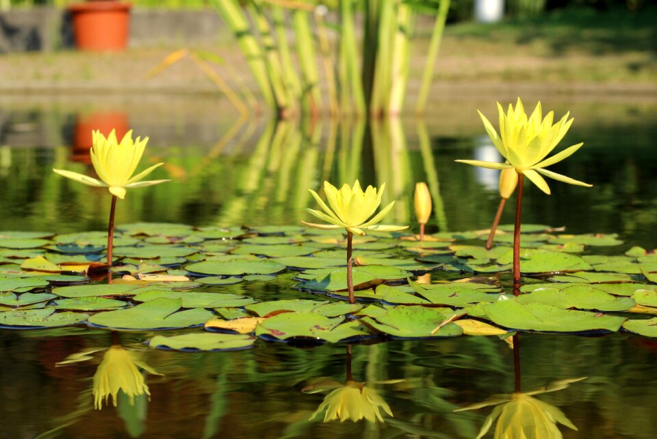 Aquatic plant blossom bloom