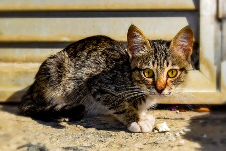Cute animal kitten