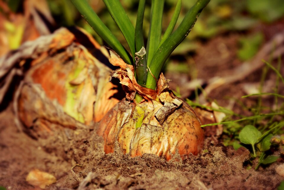 Food nutrition soil
