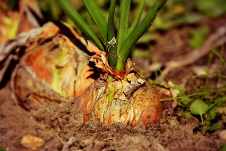 Food nutrition soil