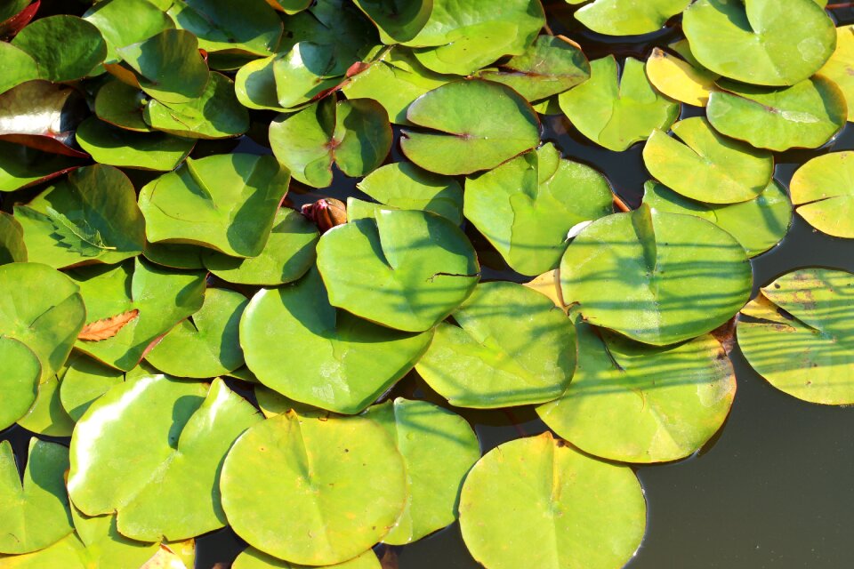 Nature water plant