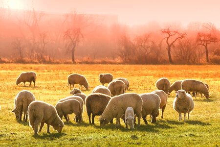 Meadow graze nature photo