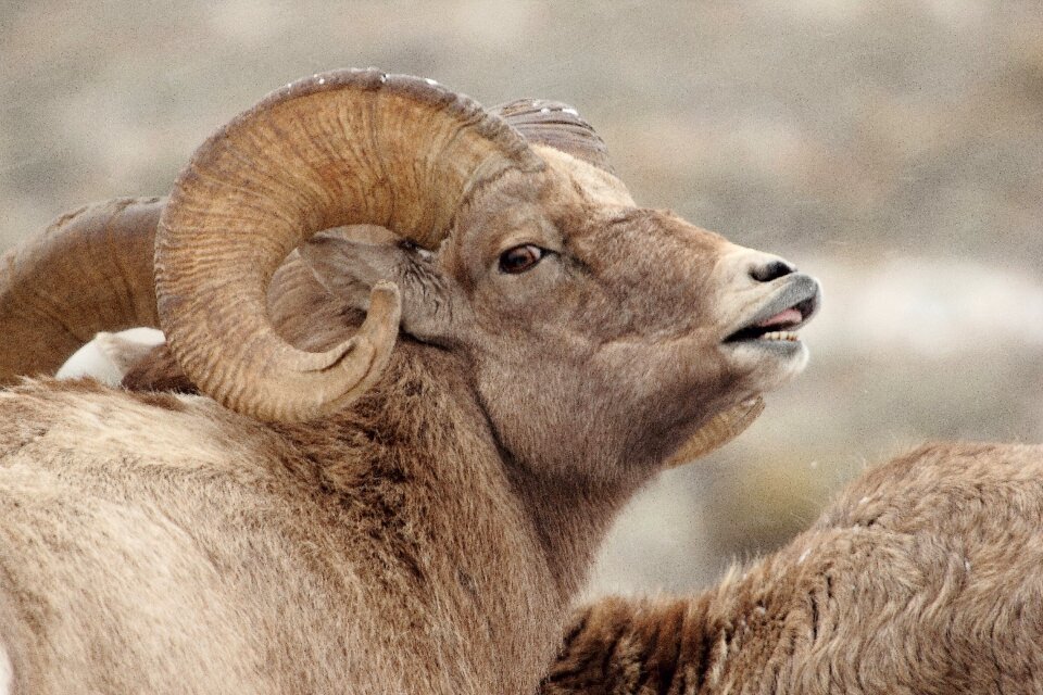 Male portrait close up