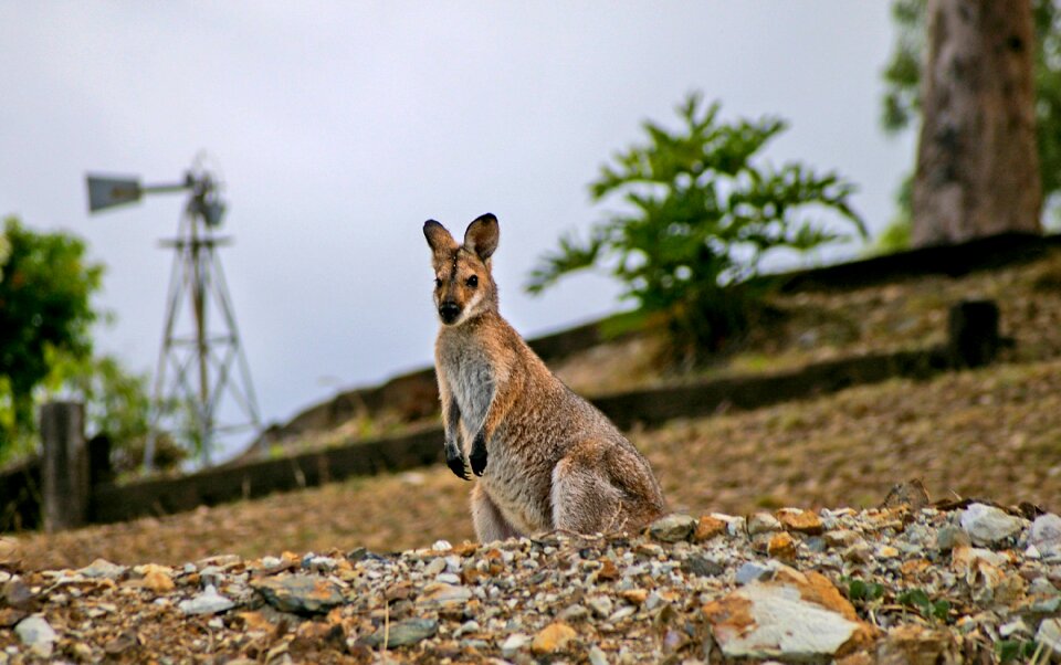 Queensland marsupial wild