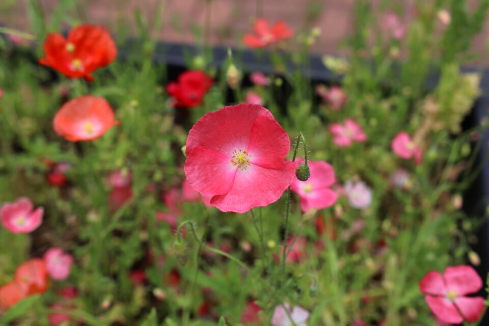Flowers pink love