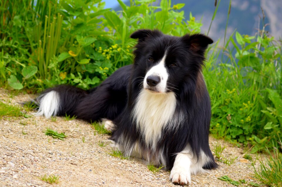 Purebred dog border collie herding dog