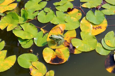 Animal leaf green