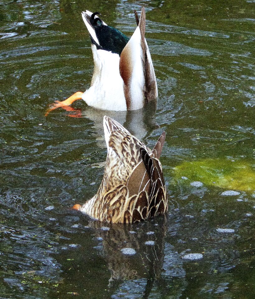 Waterfowl two spring