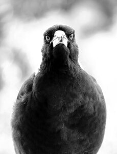 Bird black white photo