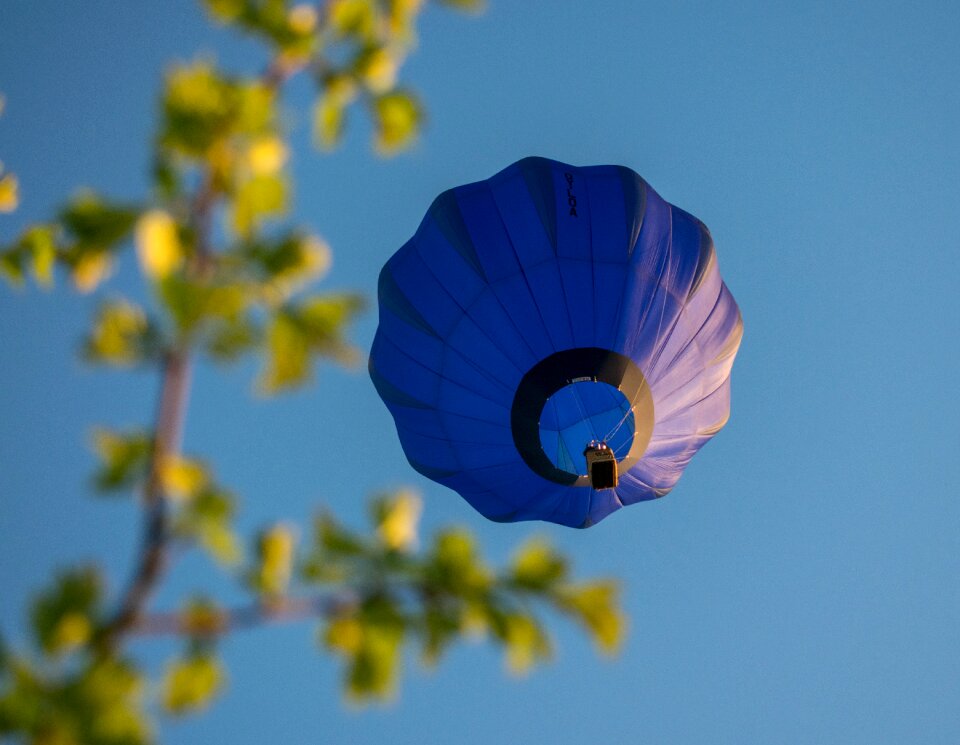 Flora color hot-air balloon