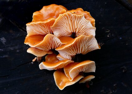 Edible enokitake velvet