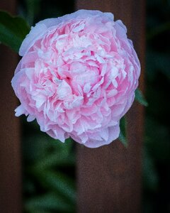 Bloom pink spring photo