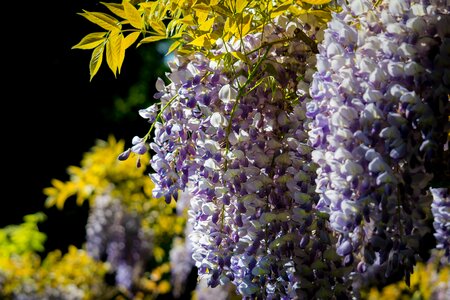 Glycinie purple flower