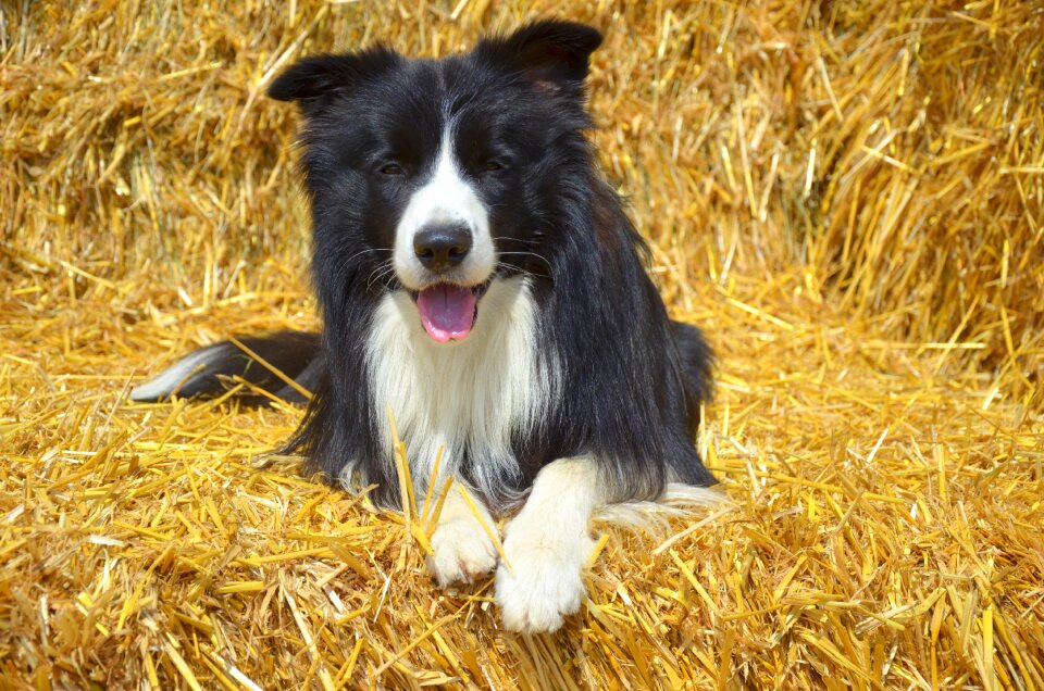 Purebred dog border collie herding dog