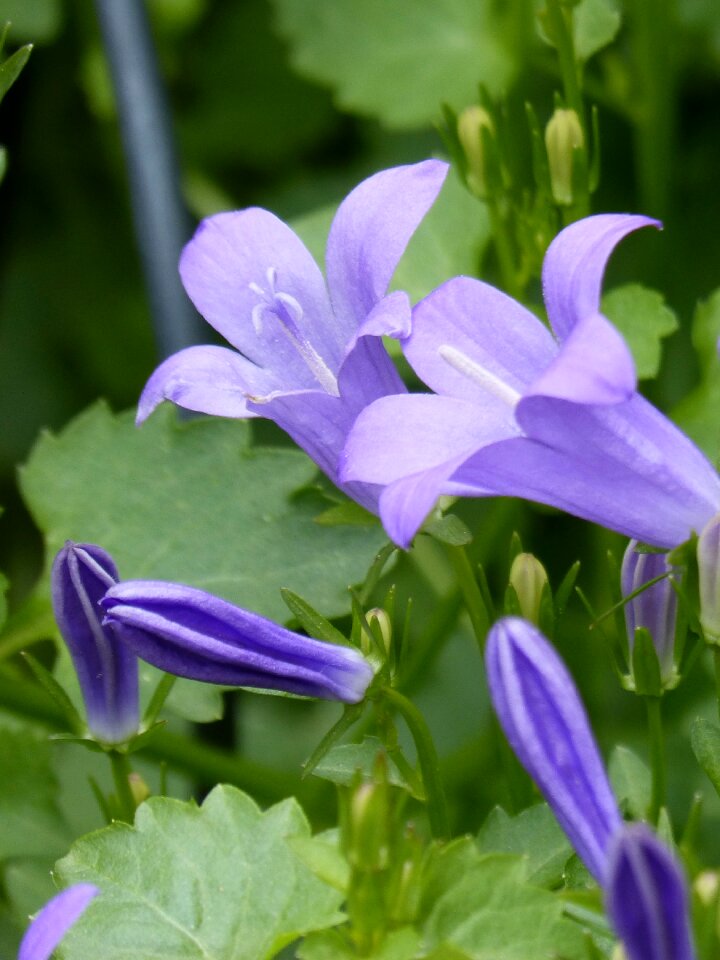 Garden leaf violet