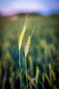 Green spring bud photo