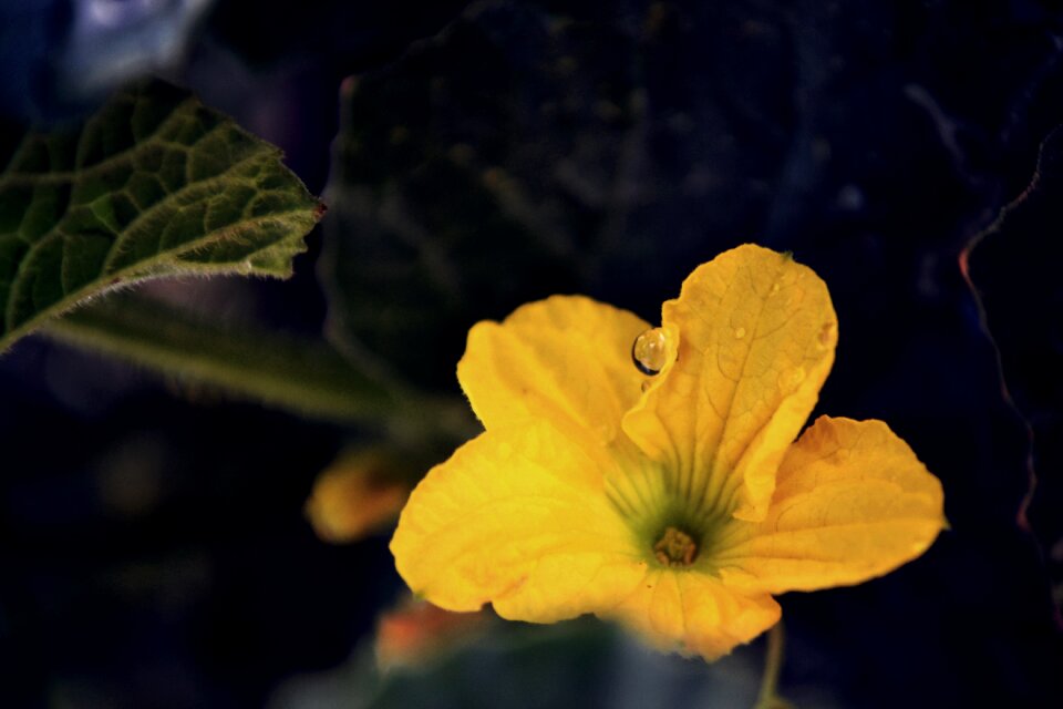 Nature flora petals