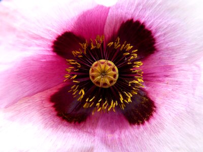 Detail stamens pollen flower