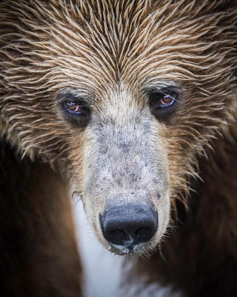 Nature animal mammal