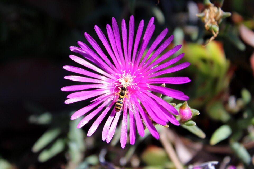 Delosperma nature flower