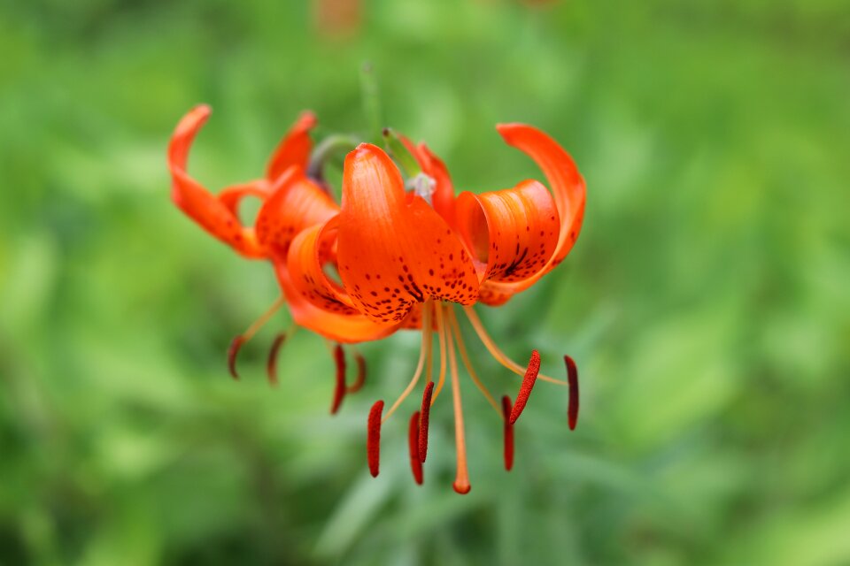 Lily nature botanical garden