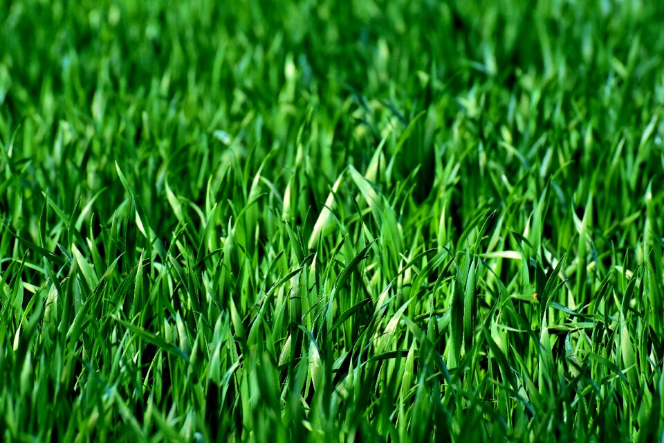 Green nature landscape