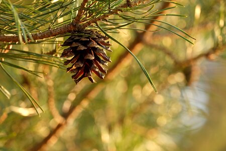 Tree needles plant