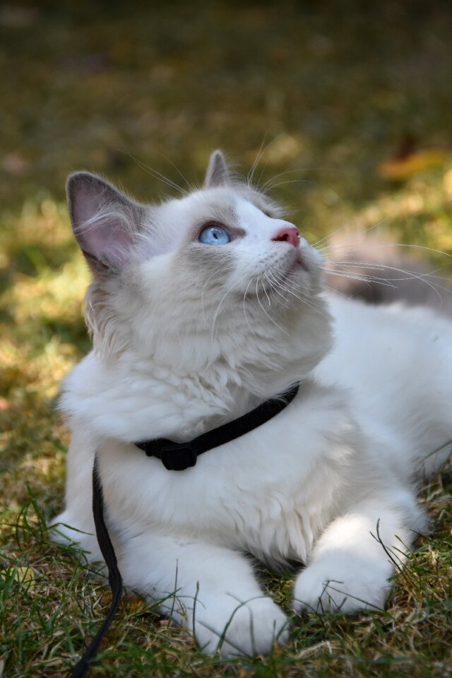 Hairy kitten laying down
