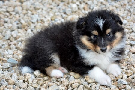 Young bitch color tri-color adorable
