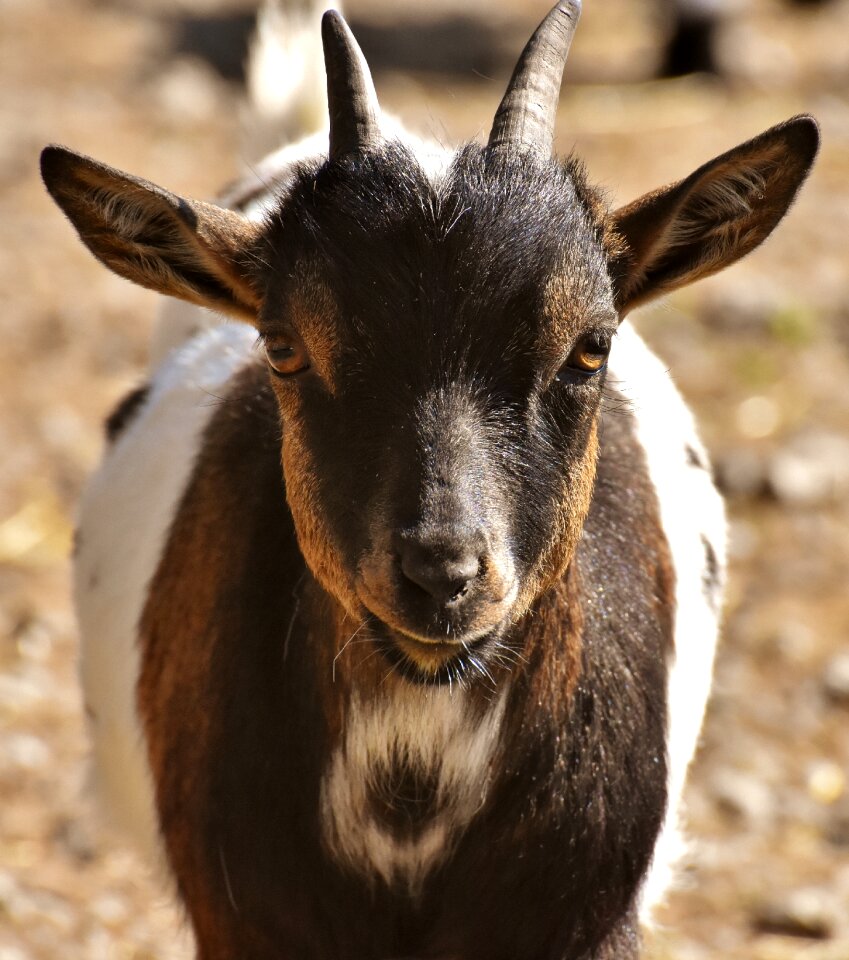 Wild animal fur quadruped