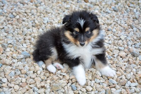 Puppy shepherd shetland nature
