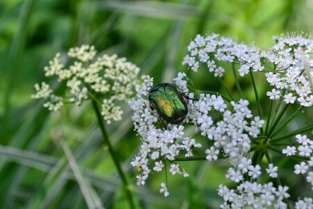 Colorful pollen wings