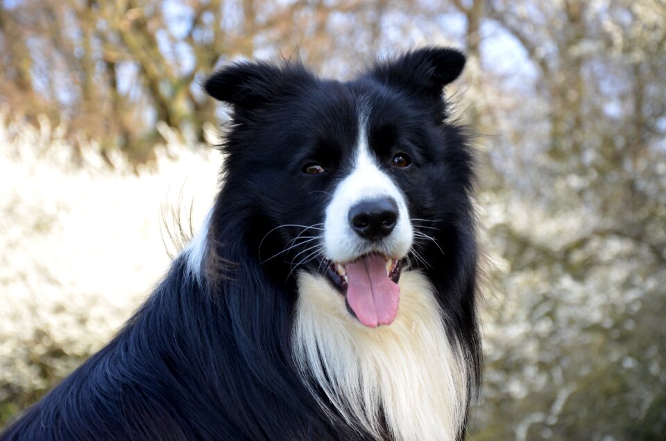 Border collie close up purebred dog