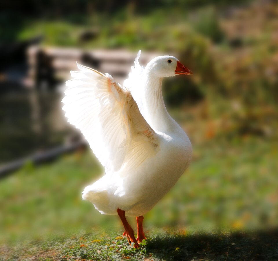 Wing plumage bill