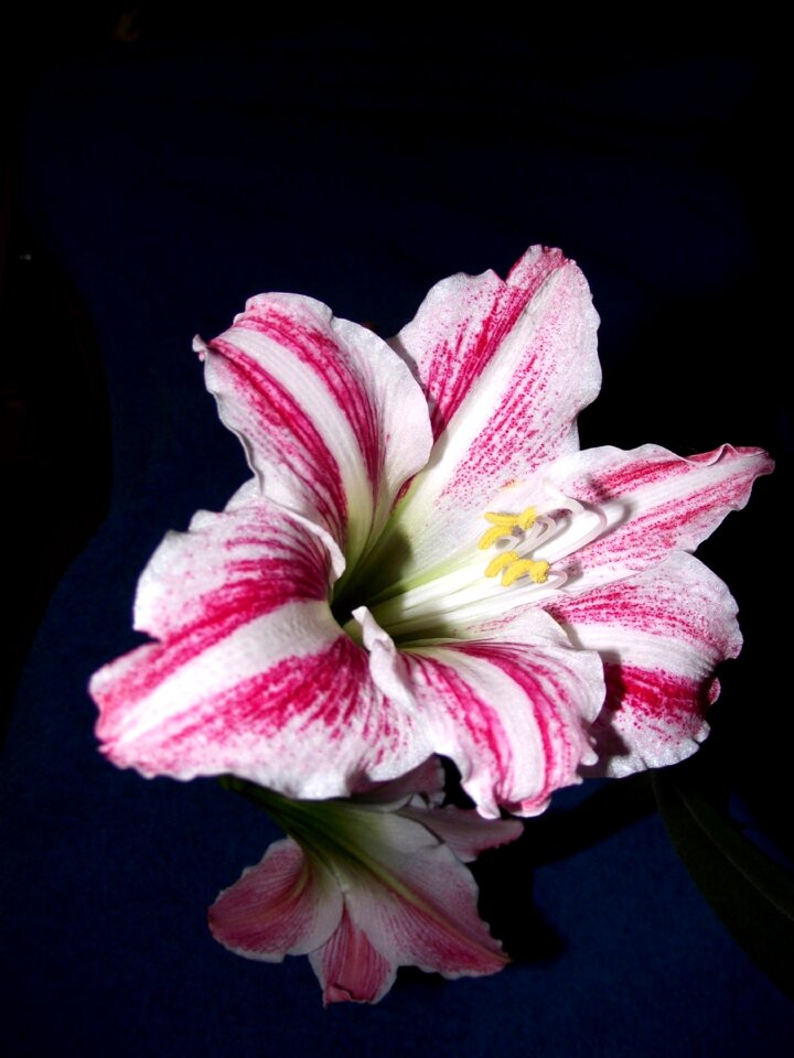 Blooming nature pink