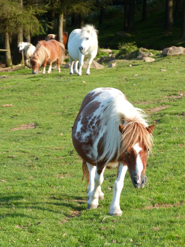 Equines horse field