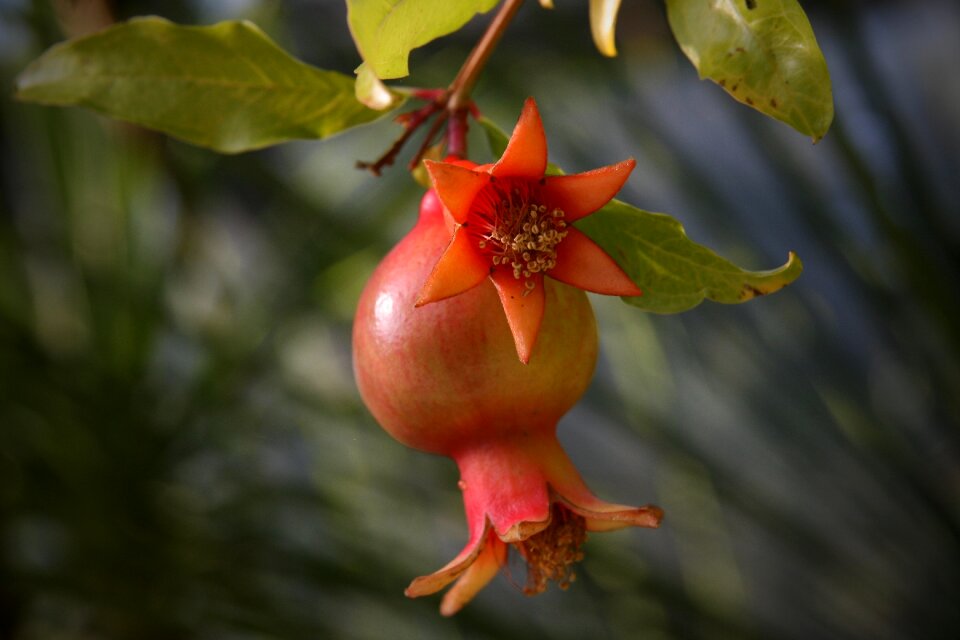 Pomegranate pomegranate blossom red