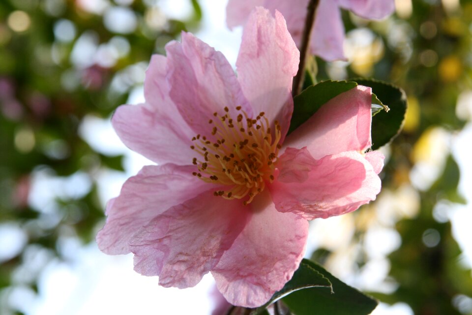 Bloom camellia flower petals photo