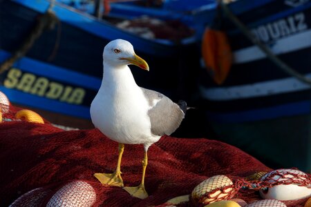 Bird harbour fishing