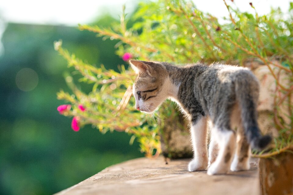 Young cute pets