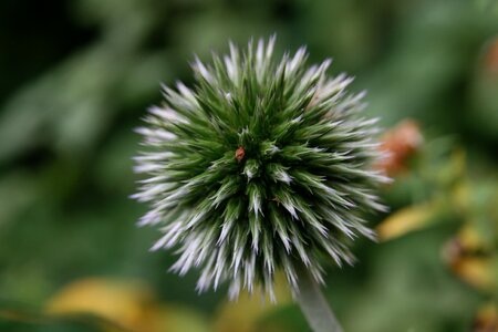 Green prickly faded